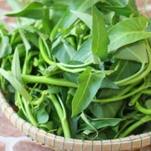 Gói 20g hạt giống rau muống Thái Lan