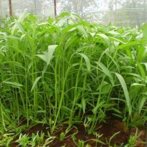 Gói 20g hạt giống rau muống Thái Lan