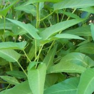 Gói 20g hạt giống rau muống Thái Lan