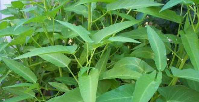 rau-muong-thai-4 Gói 20g hạt giống rau muống Thái Lan