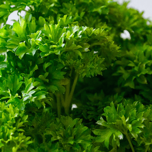 Gói 1GR hạt giống Ngò Tây (Rau mùi xoăn)