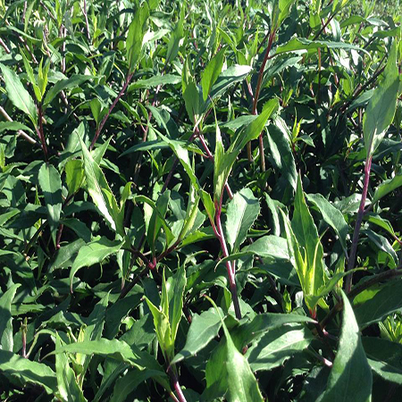 Combo 20 Cây Giống Rau Rừng Gia Lai