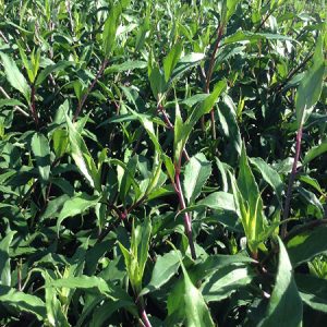 Combo 84 Cây Giống Rau Rừng Gia Lai