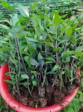 Combo 20 Cây Giống Rau Rừng Gia Lai