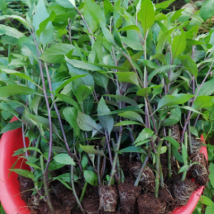 Combo 10 Cây Giống Rau Rừng Gia Lai