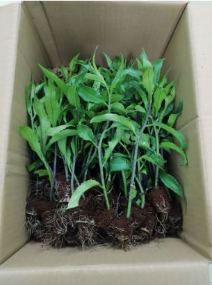 Combo 84 Cây Giống Rau Rừng Gia Lai