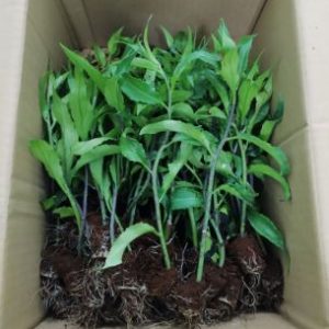 Combo 10 Cây Giống Rau Rừng Gia Lai