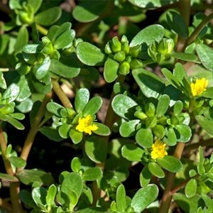 Gói 2g hạt giống rau sam