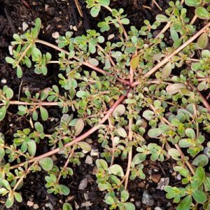 Gói 2g hạt giống rau sam