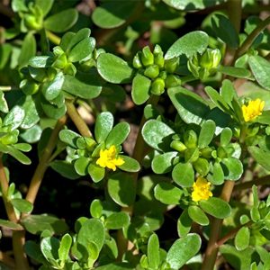 GÓI 1GR HẠT GIỐNG RAU SAM SEN VÀNG