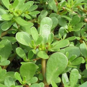 GÓI 1GR HẠT GIỐNG RAU SAM SEN VÀNG