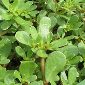 GÓI 1GR HẠT GIỐNG RAU SAM SEN VÀNG