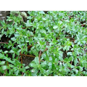 Gói 2g hạt giống rau sam