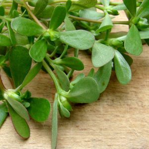 Gói 2g hạt giống rau sam