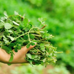 GÓI 1GR HẠT GIỐNG RAU SAM SEN VÀNG