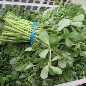 GÓI 1GR HẠT GIỐNG RAU SAM SEN VÀNG