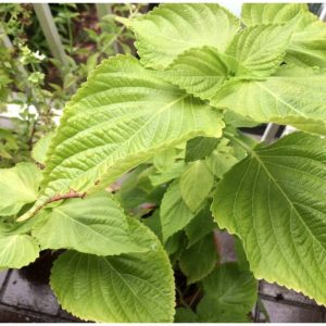 Gói 1g hạt giống rau thơm mè Sesame Hàn Quốc