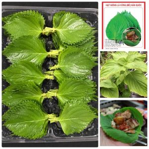 Gói 1g hạt giống rau thơm mè Sesame Hàn Quốc