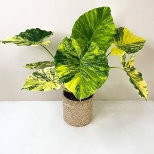 Cây giống Ráy var Vàng Alocasia gageana aurea
