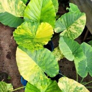 Cây giống Ráy var Vàng Alocasia gageana aurea