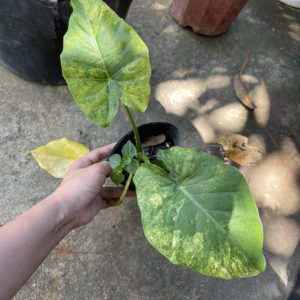 Cây giống Ráy var Vàng Alocasia gageana aurea