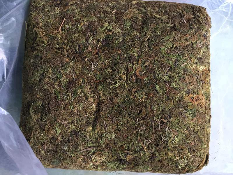 Gói 200g rêu rừng sạch - giá thể trồng lan