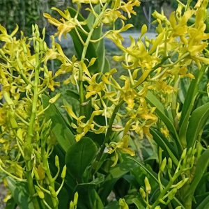 Dendro Nắng Rồng Xanh - Cây tơ sắp hoa