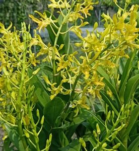 Dendro Nắng Rồng Xanh - Cây tơ sắp hoa