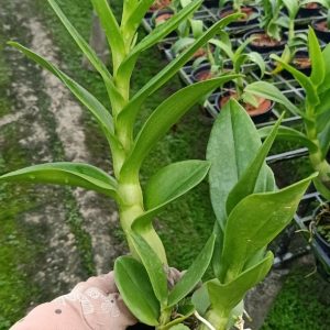 Dendro Nắng Rồng Xanh - Cây tơ sắp hoa