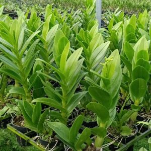 Dendro Nắng Rồng Xanh - Cây tơ sắp hoa