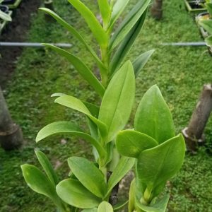 Dendro Nắng Rồng Xanh - Cây tơ sắp hoa