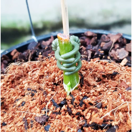 rooting-powder-2 Rooting Powder hàng chính hãng nhập Mỹ lọ 35g - Bột siêu kích rễ cho cây, Lan