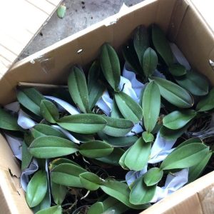 Cây Lan hồ điệp có sẵn 2 ngồng hoa - giao cây to như hình, hoa có màu ngẫu nhiên, không chọn màu