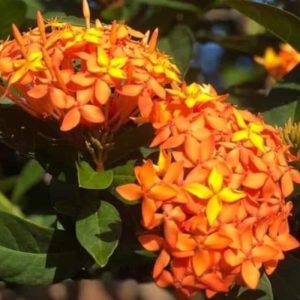 Cây giống Cây Trang Cam (trang lá nhỏ) - CayGiongTot