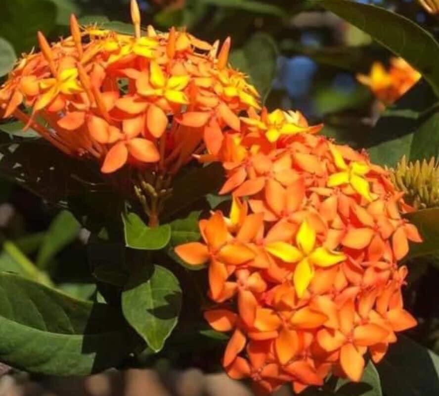 Cây giống Cây Trang Cam (trang lá nhỏ) - CayGiongTot