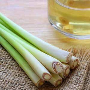 Gói 10  hạt giống Sả Chanh