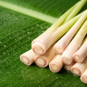 Gói 10  hạt giống Sả Chanh