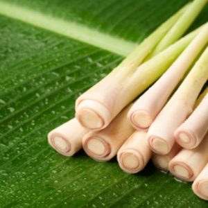 Gói 10 hạt giống Sả Chanh