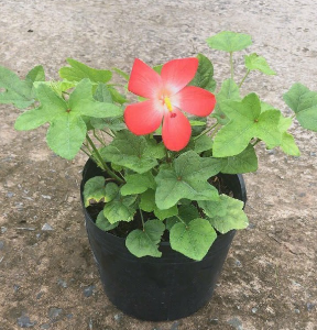 Chậu cây giống sâm bố chính 6-8 tháng tuổi