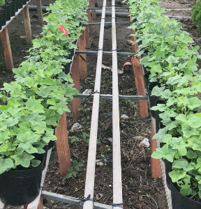 Chậu cây giống sâm bố chính 6-8 tháng tuổi