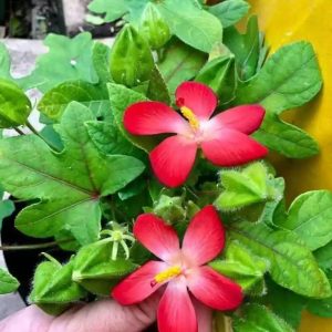 Chậu cây giống sâm bố chính 6-8 tháng tuổi