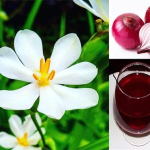 Củ giống hoa đại hành trắng_vàng