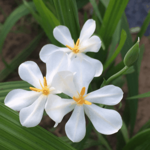 Củ giống hoa đại hành trắng_vàng