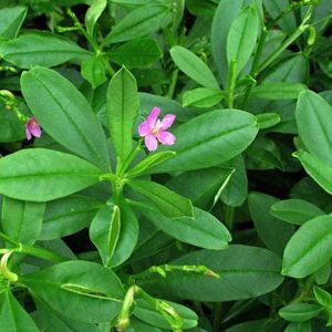 Gói 15  hạt giống Sâm Đất