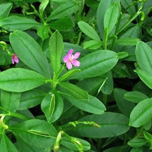 Gói 15  hạt giống Sâm Đất