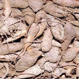 Gói 15  hạt giống Sâm Đất