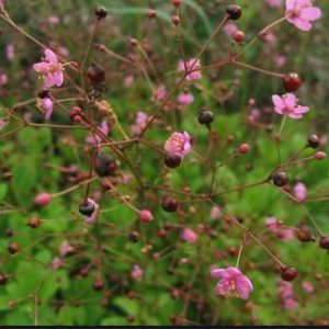 Gói 15  hạt giống Sâm Đất