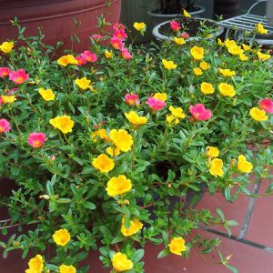 Chậu cây sam Thái, hoa mười giờ cánh to - Portulaca oleracca L