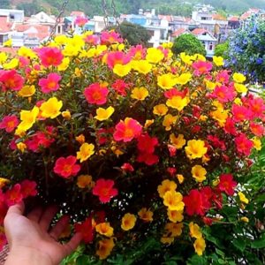 Chậu cây sam Thái, hoa mười giờ cánh to - Portulaca oleracca L