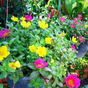 Chậu cây sam Thái, hoa mười giờ cánh to - Portulaca oleracca L